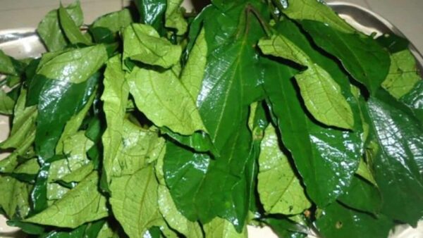 Fresh Ugu