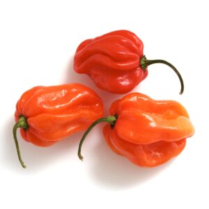 798f91a91a91e6f12259928a5289513e0adaae4d Fresh Scotch Bonnet Pepper 1kg