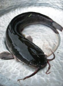 Catfish Box 5kg