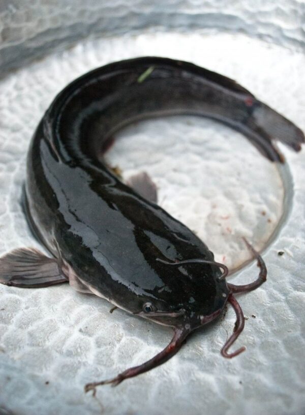 Catfish (3 Large in a Bag)