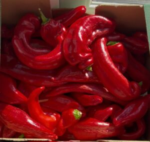 Long Pepper