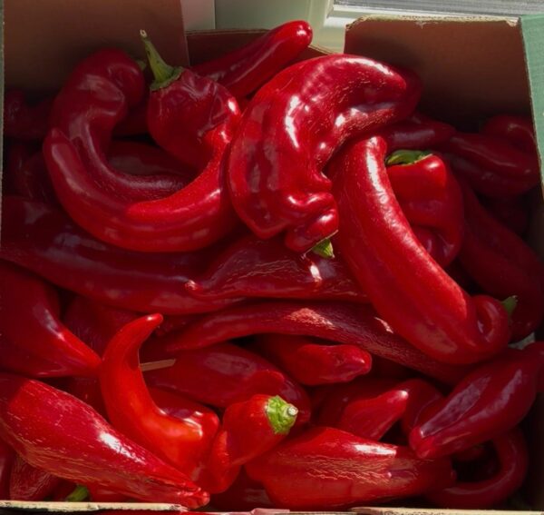 Long Pepper