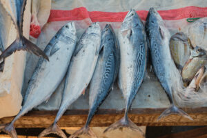 Mackerel Fish (Pack of 3)