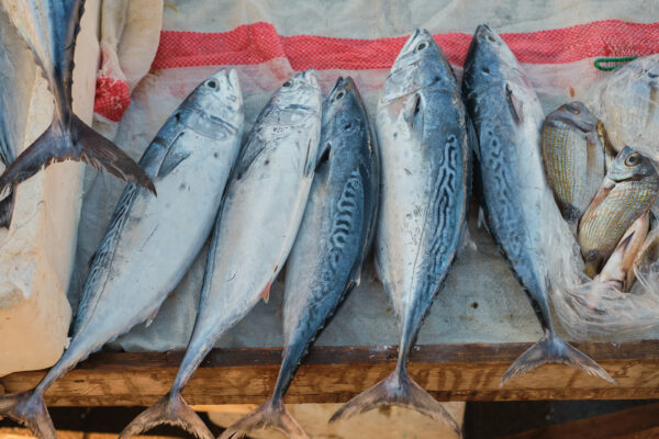 Mackerel Fish (Pack of 3)